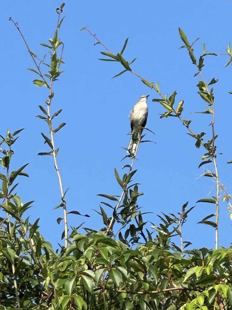Northern Mockingbird - ML642186077