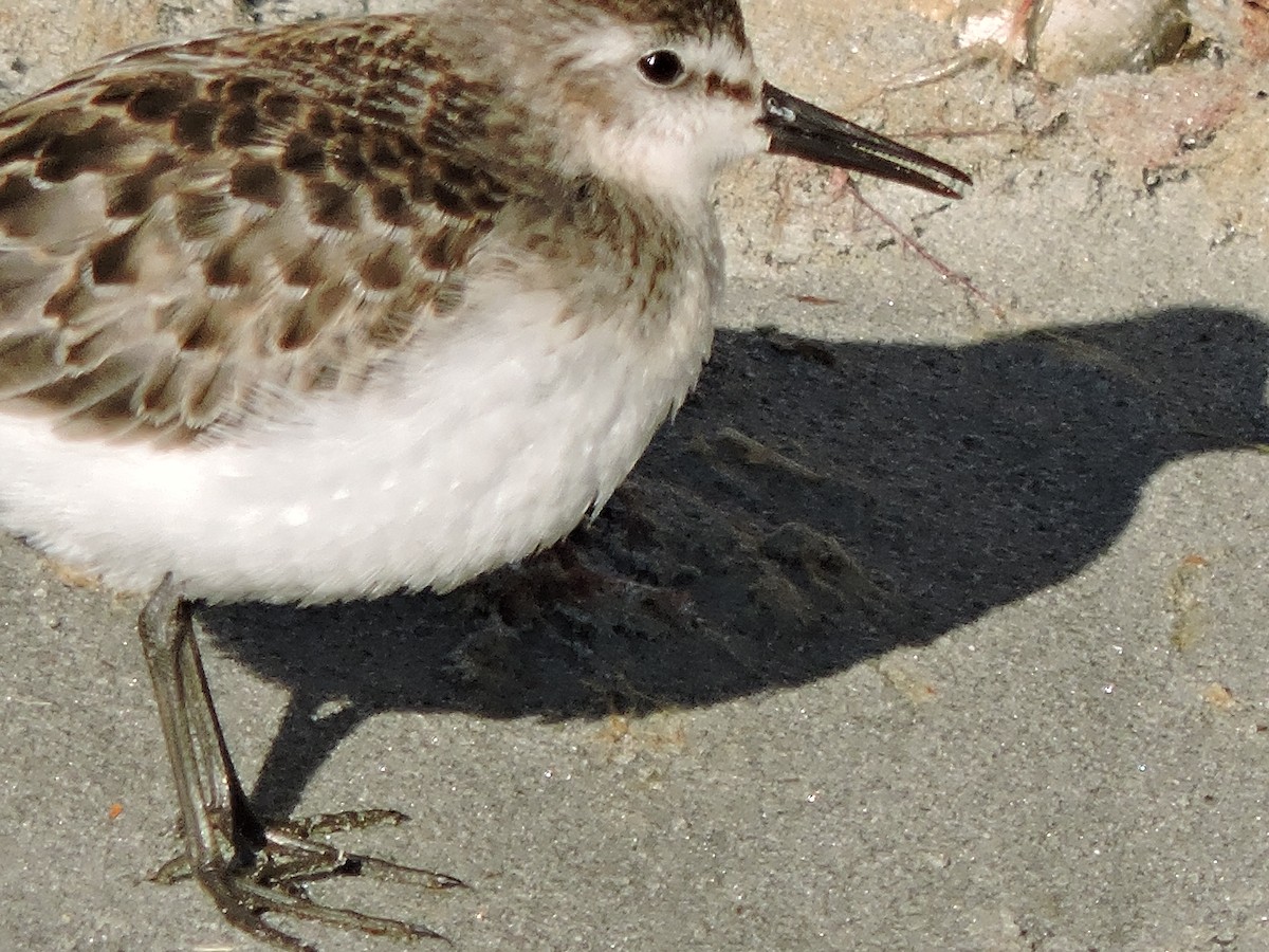 Semipalmated Sandpiper - ML642186078