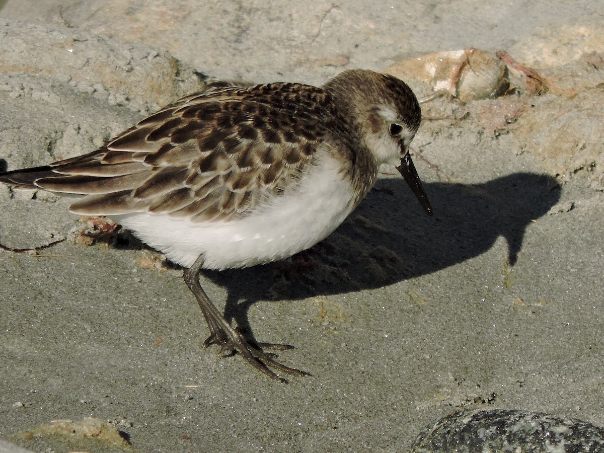 Semipalmated Sandpiper - ML642186080