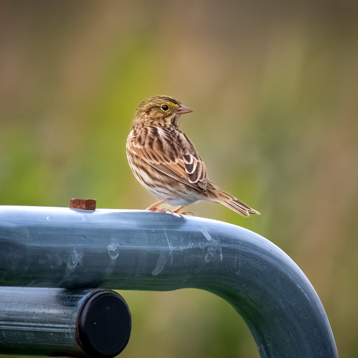 Savannah Sparrow - ML642186081