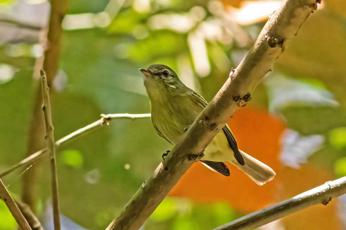 Rough-legged Tyrannulet - ML642186086