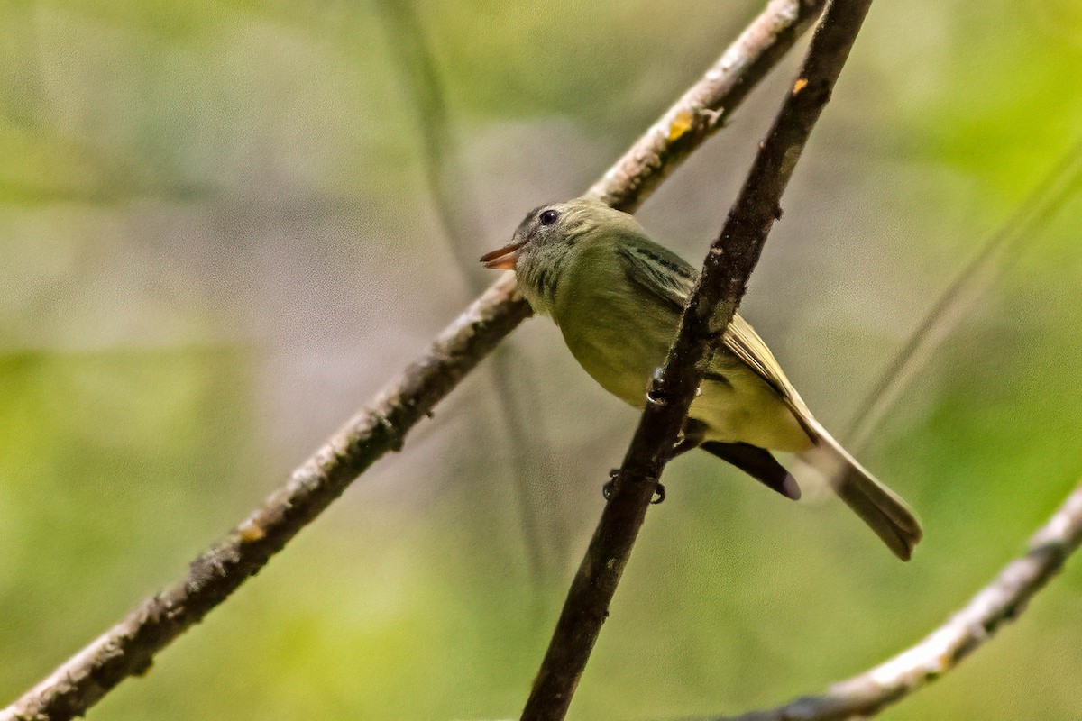 Rough-legged Tyrannulet - ML642186087