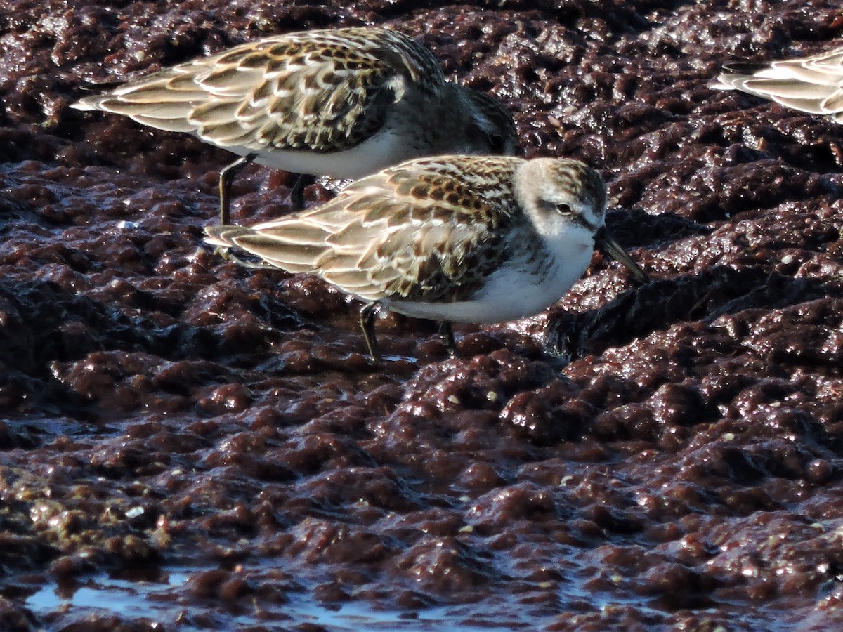 Semipalmated Sandpiper - ML642186089
