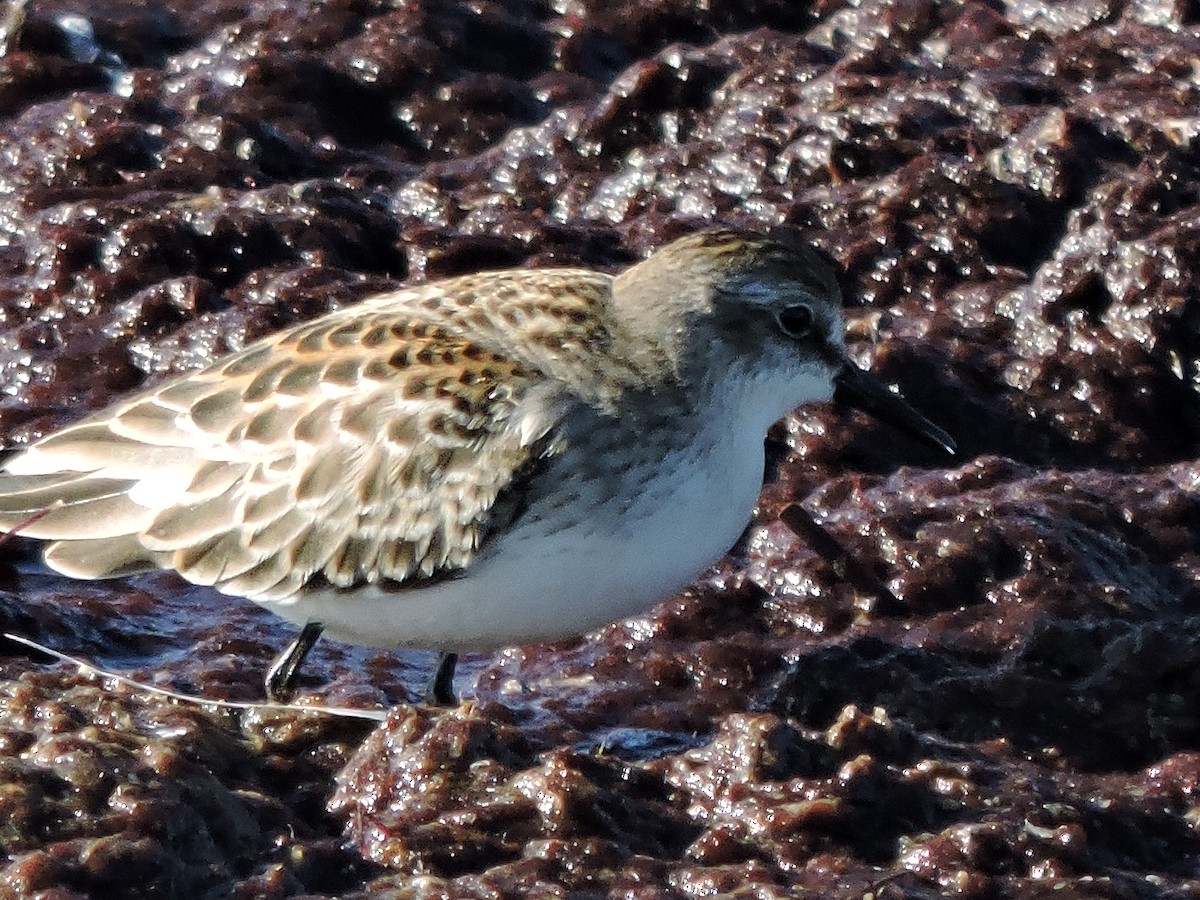 Semipalmated Sandpiper - ML642186094