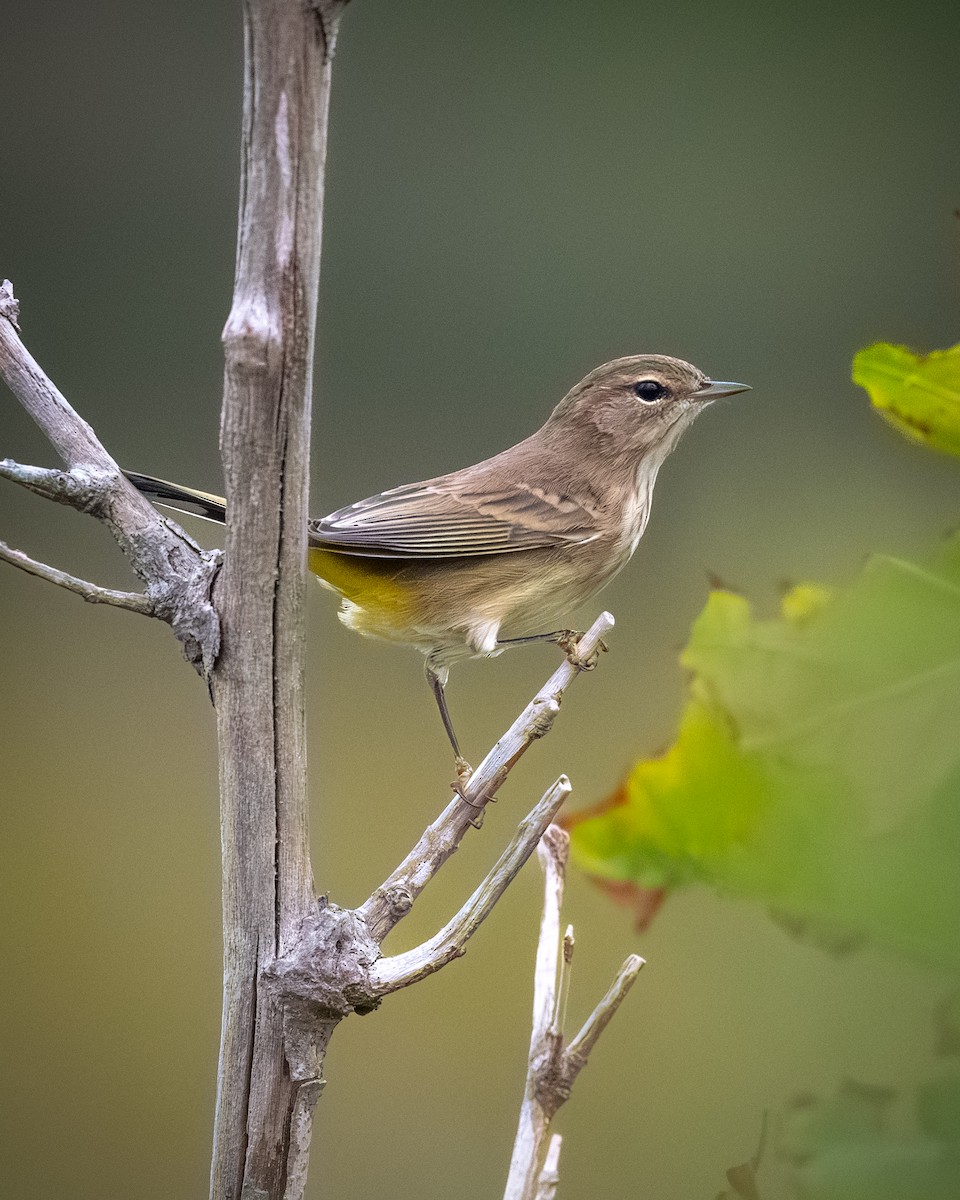 Palm Warbler - ML642186100