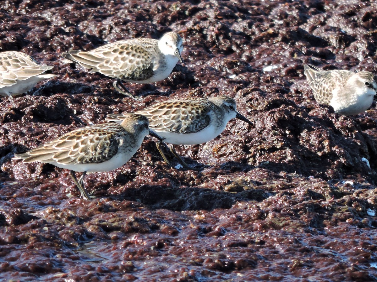 Semipalmated Sandpiper - ML642186101