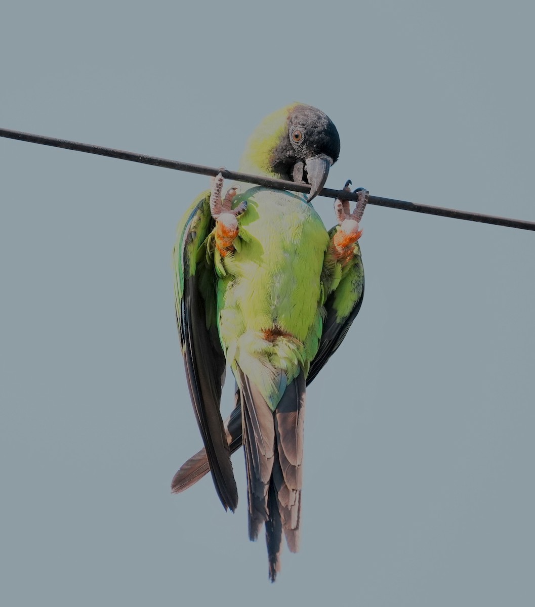 クロガミインコ - ML642186103