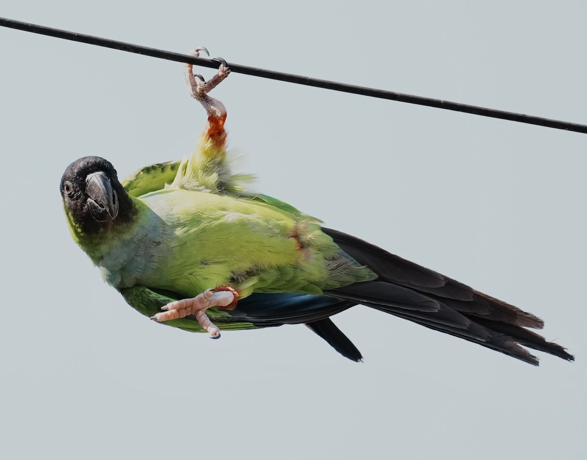 クロガミインコ - ML642186104