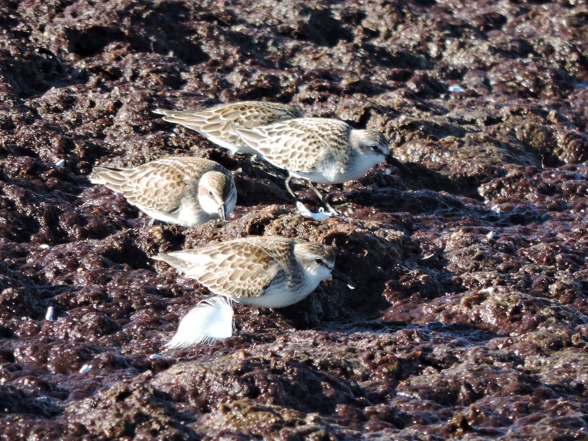 Semipalmated Sandpiper - ML642186106