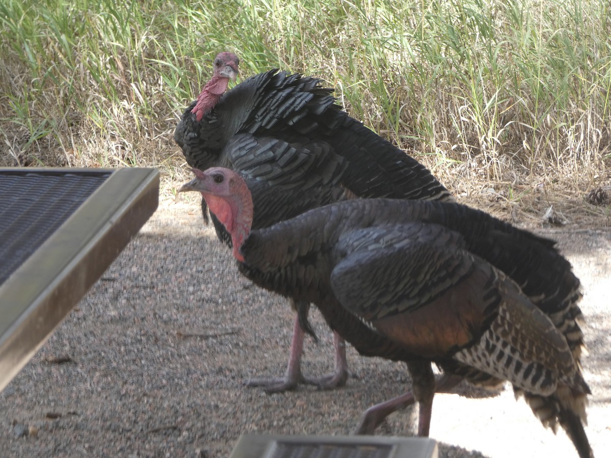Wild Turkey - ML642186115