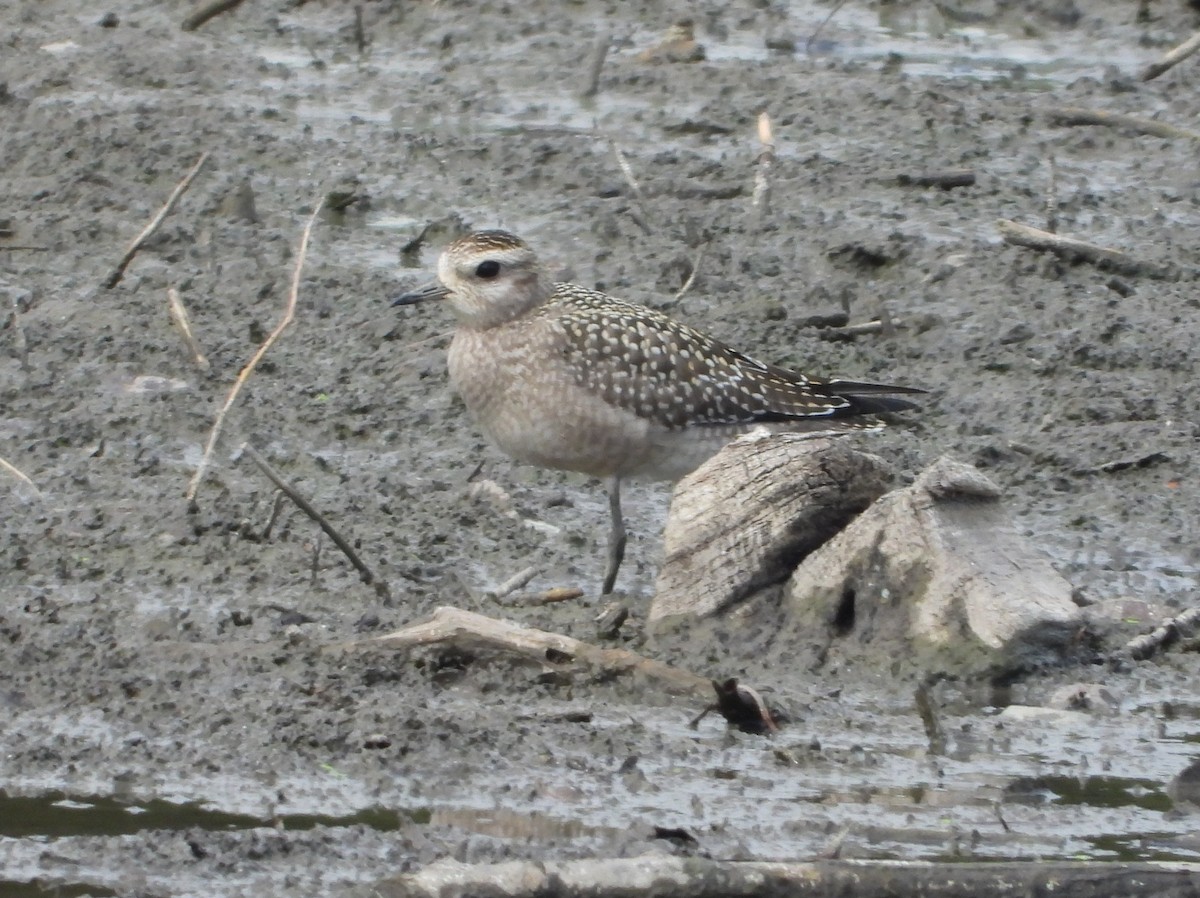 American Golden-Plover - ML642186116