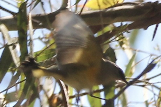 American Redstart - ML642186129