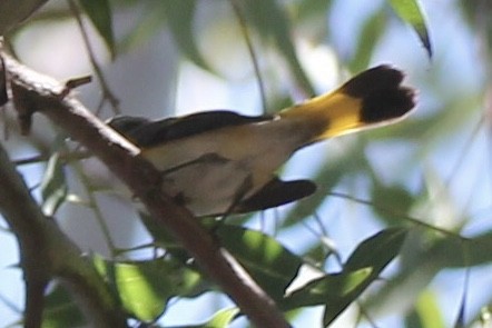 American Redstart - ML642186130