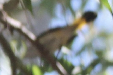 American Redstart - ML642186131