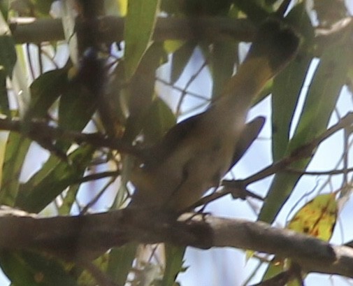American Redstart - ML642186132