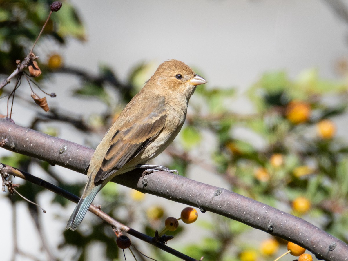 Indigo Bunting - ML642186141