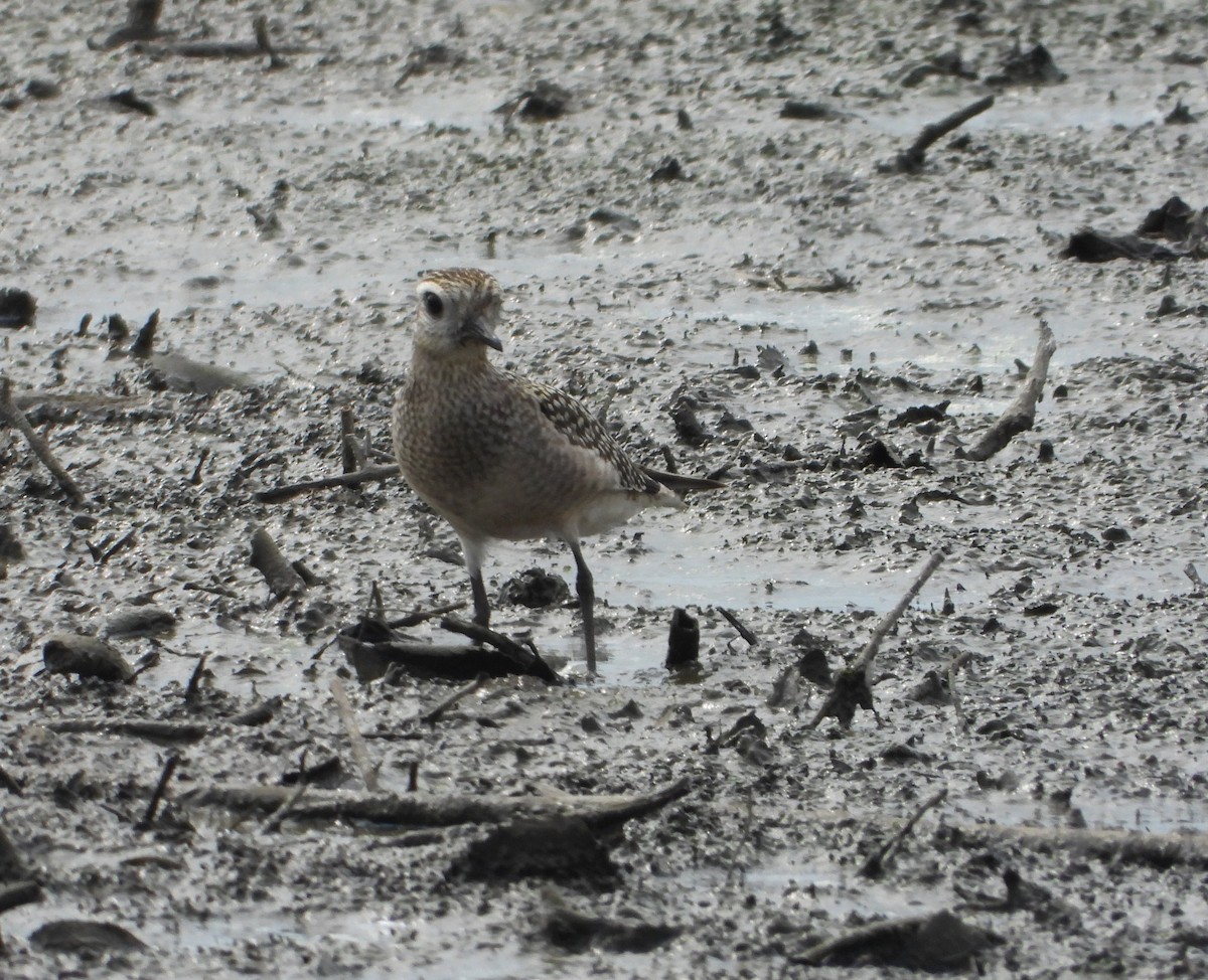 American Golden-Plover - ML642186143
