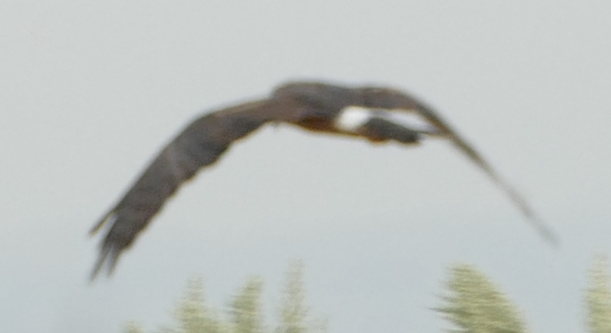 Northern Harrier - ML642186146