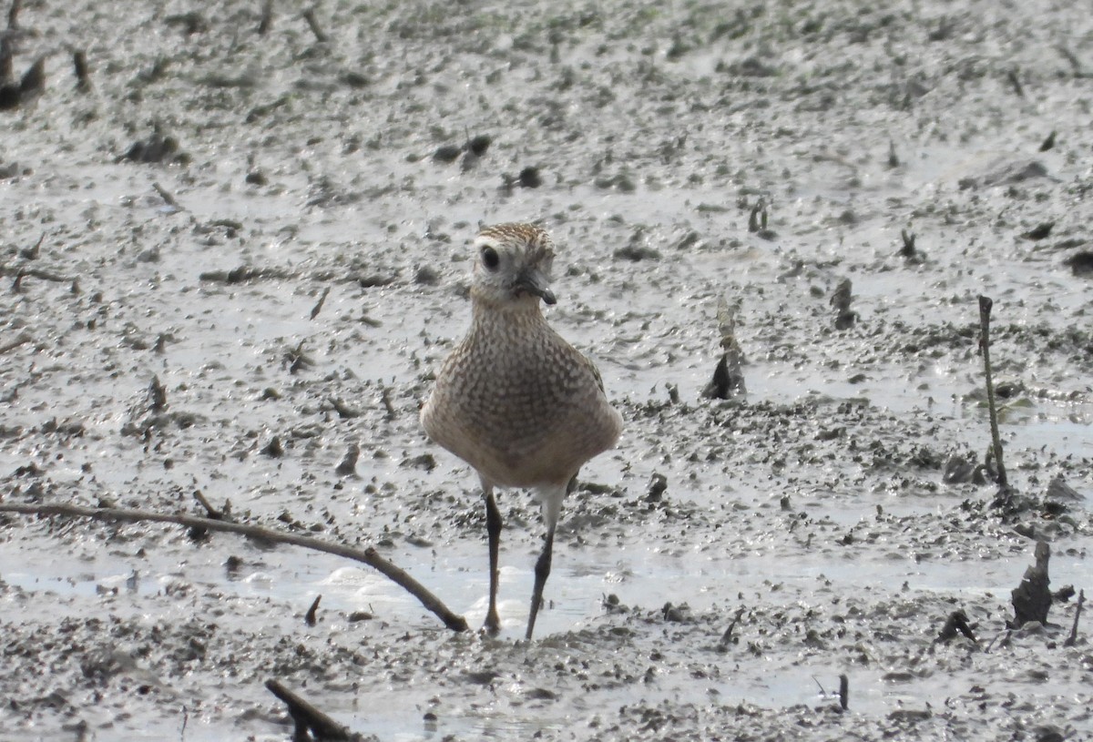 American Golden-Plover - ML642186149