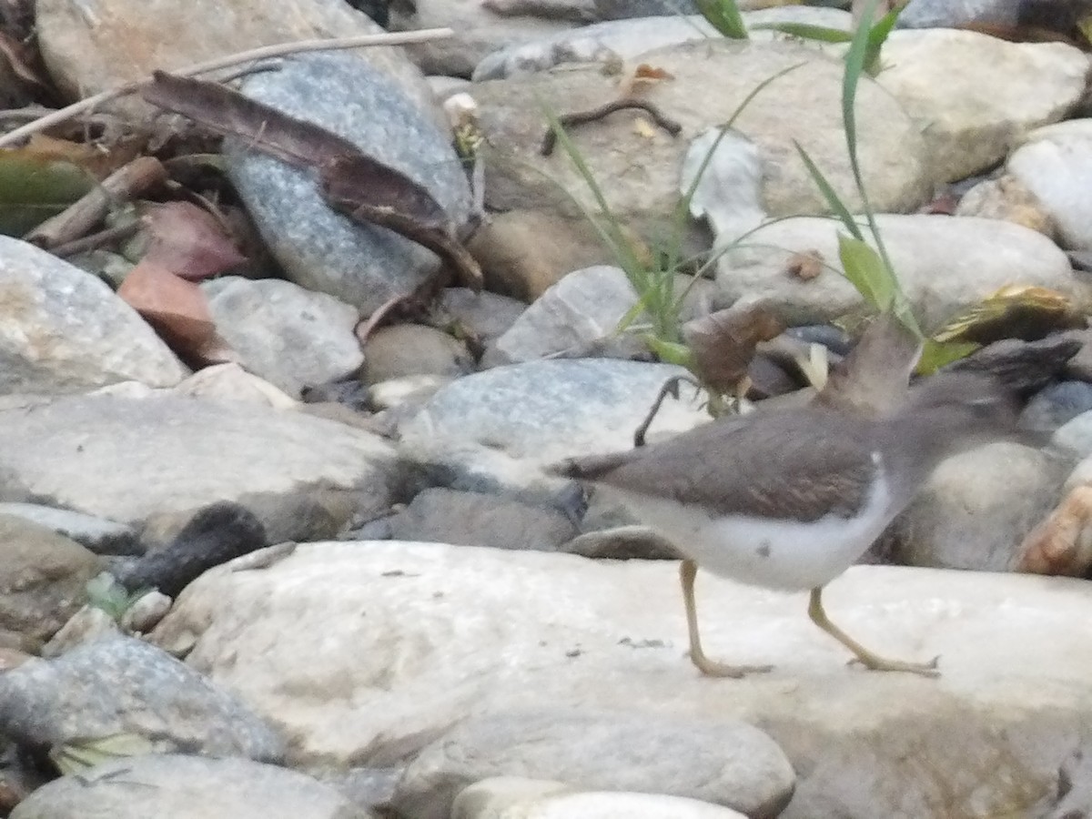 Spotted Sandpiper - ML642186154