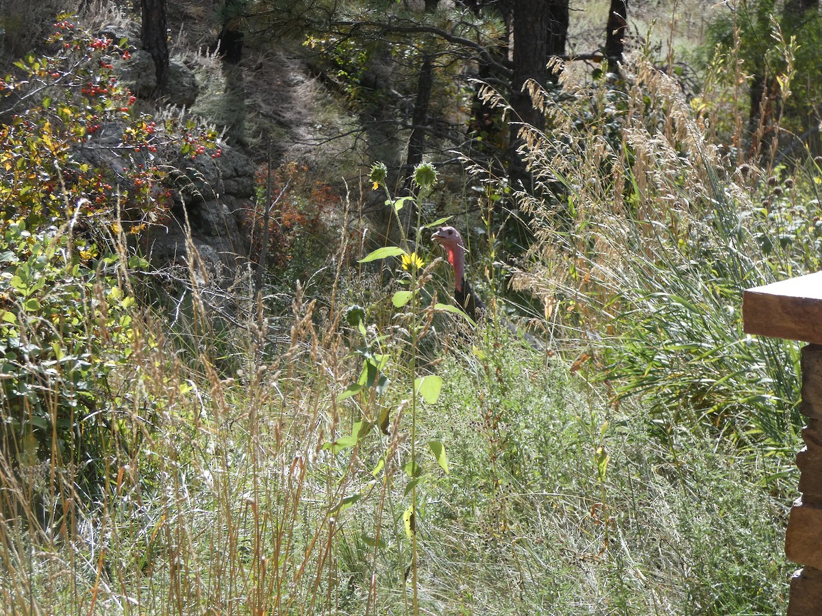 Wild Turkey - ML642186158