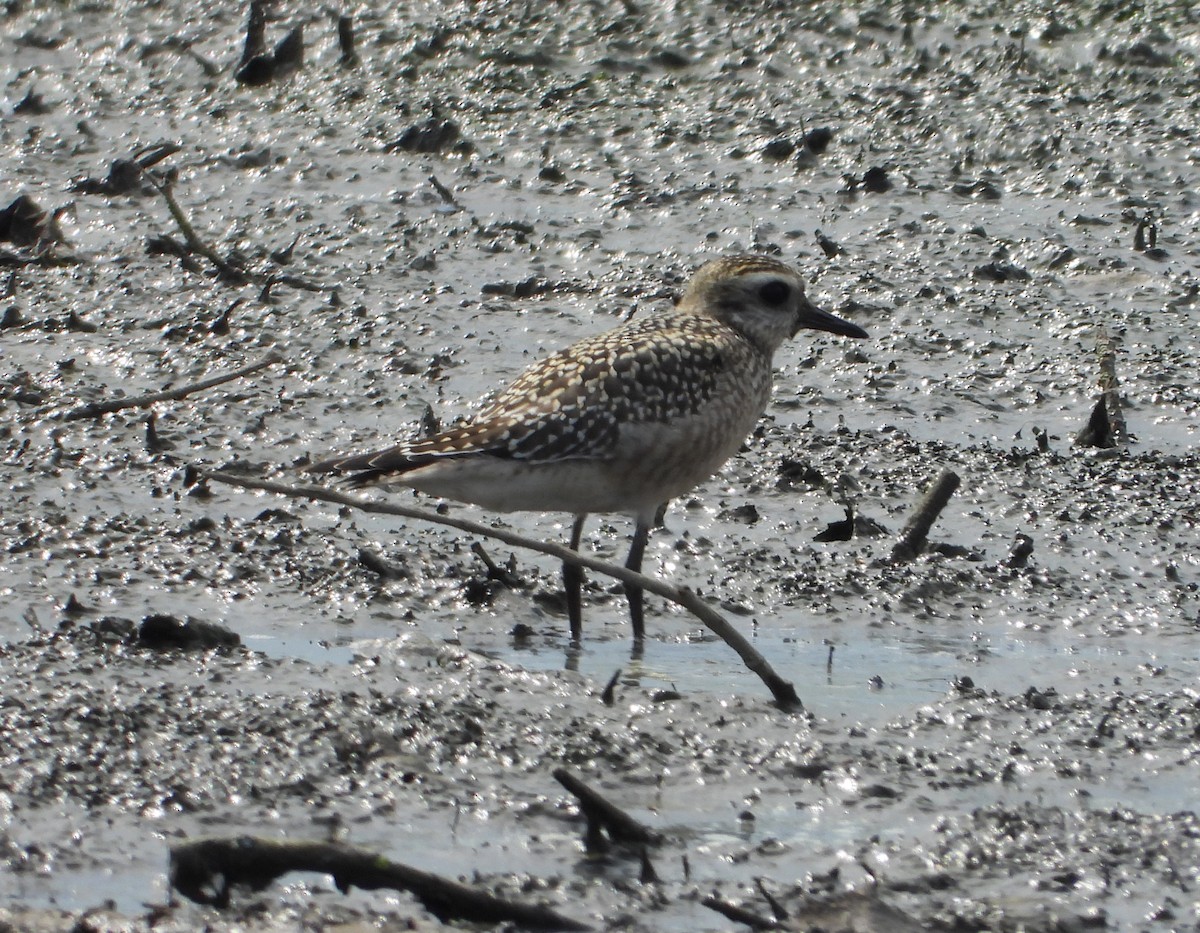 American Golden-Plover - ML642186168