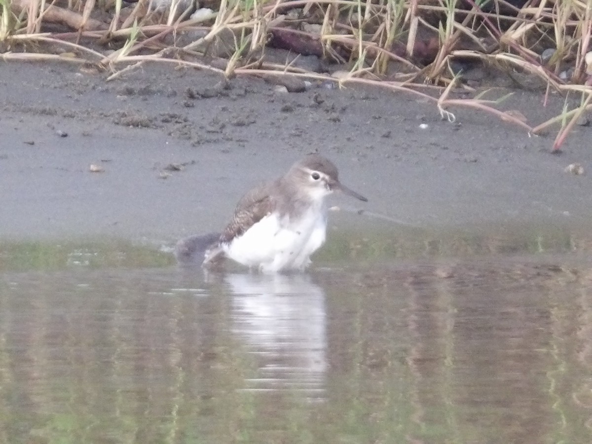 Spotted Sandpiper - ML642186183