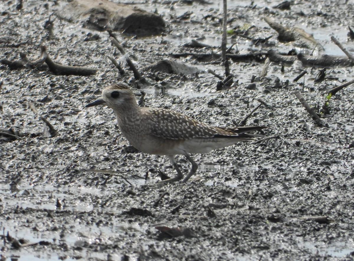 American Golden-Plover - ML642186187