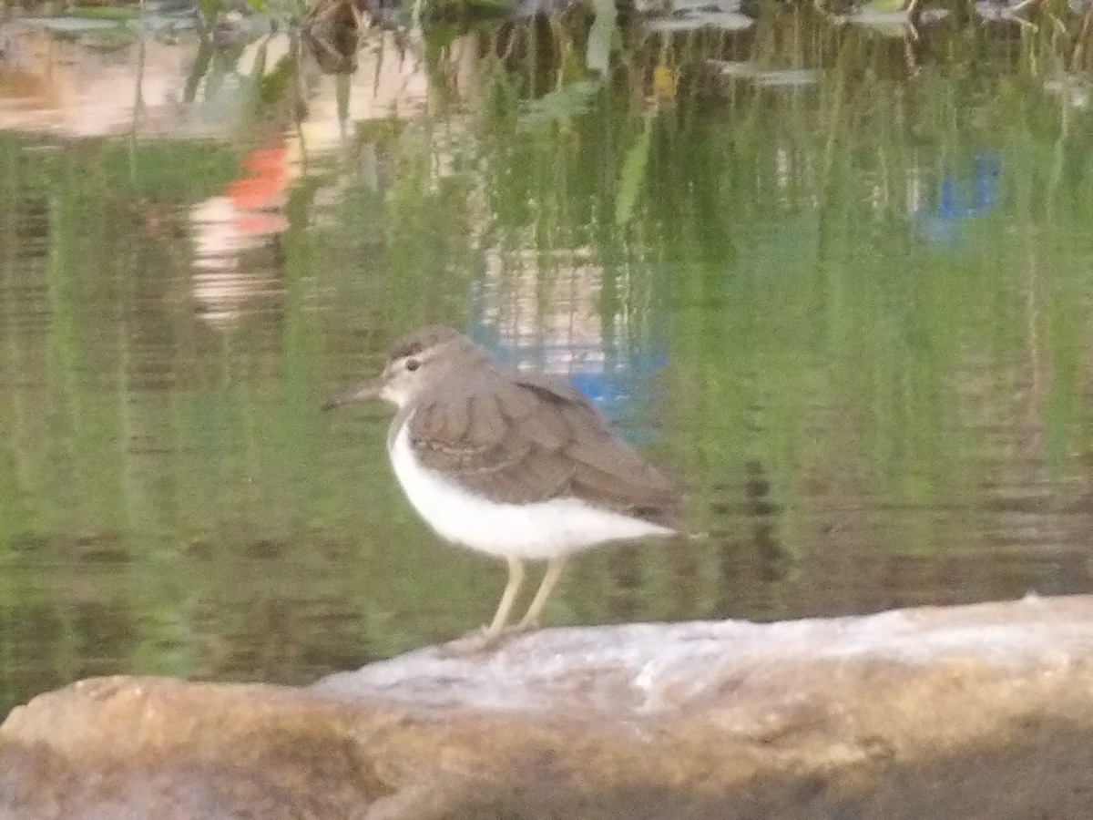 Spotted Sandpiper - ML642186206