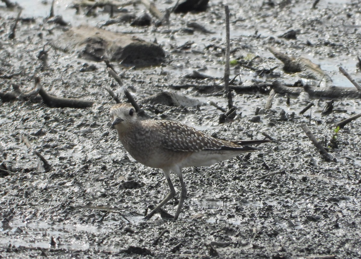 American Golden-Plover - ML642186207