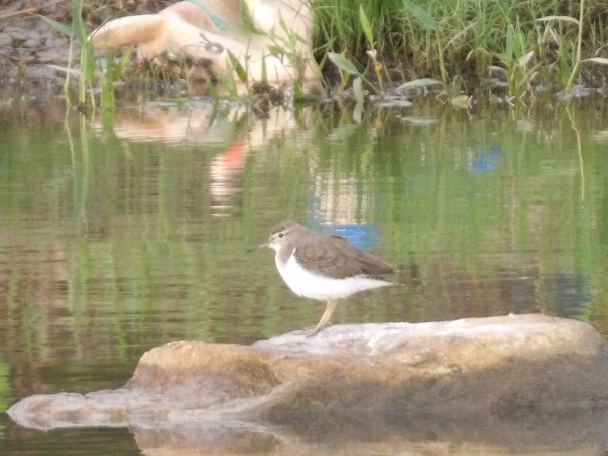 Spotted Sandpiper - ML642186249