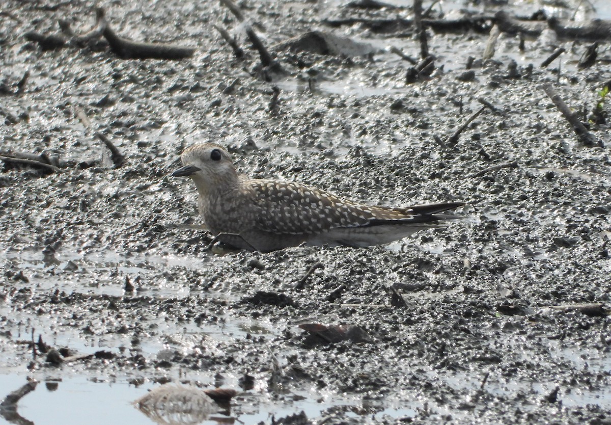 American Golden-Plover - ML642186255