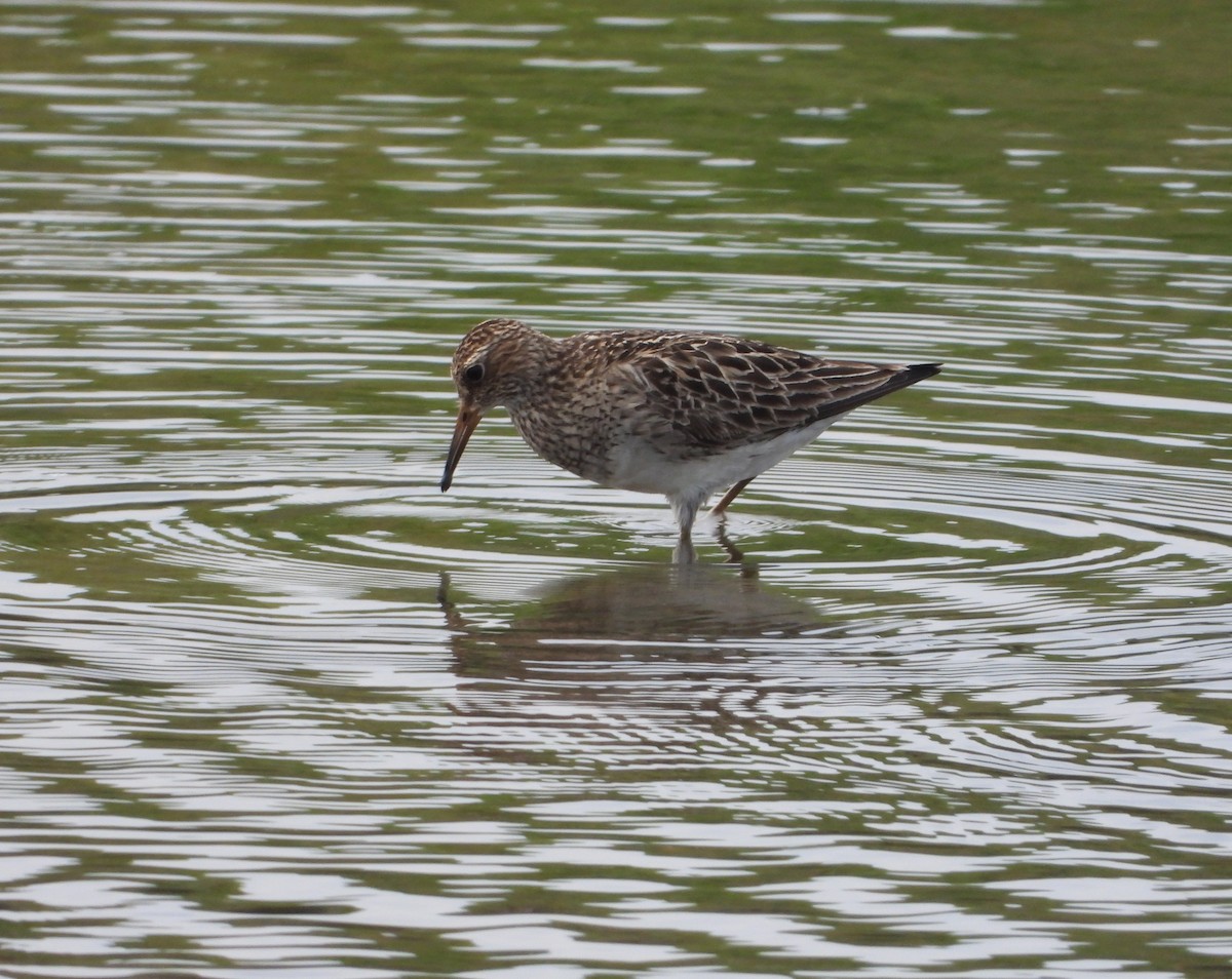 Pectoral Sandpiper - ML642186304