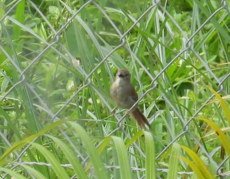 Pale-breasted Spinetail - ML642186306