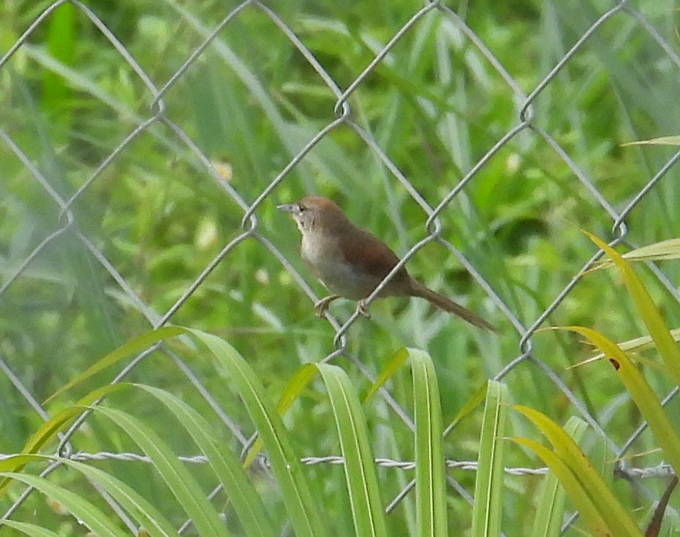 Pale-breasted Spinetail - ML642186307