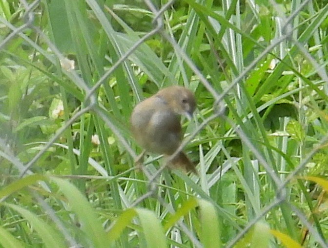 Pale-breasted Spinetail - ML642186308