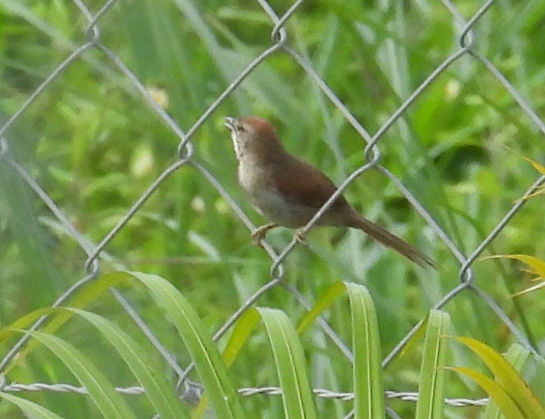Pale-breasted Spinetail - ML642186309