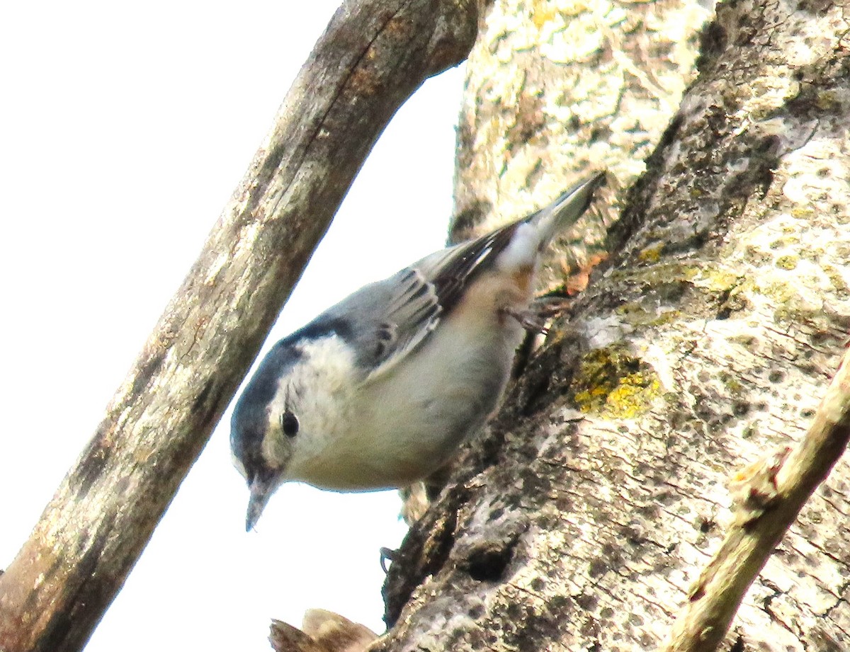 White-breasted Nuthatch - ML642186311