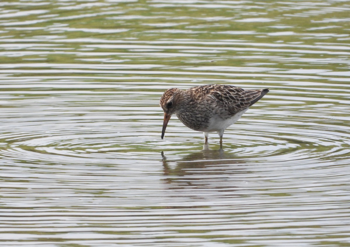 Pectoral Sandpiper - ML642186317