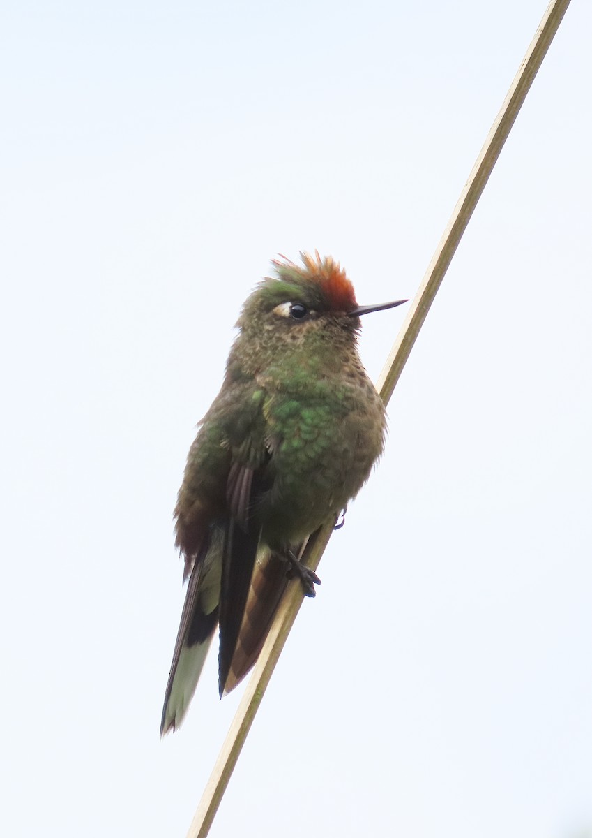 Rainbow-bearded Thornbill - ML642186328