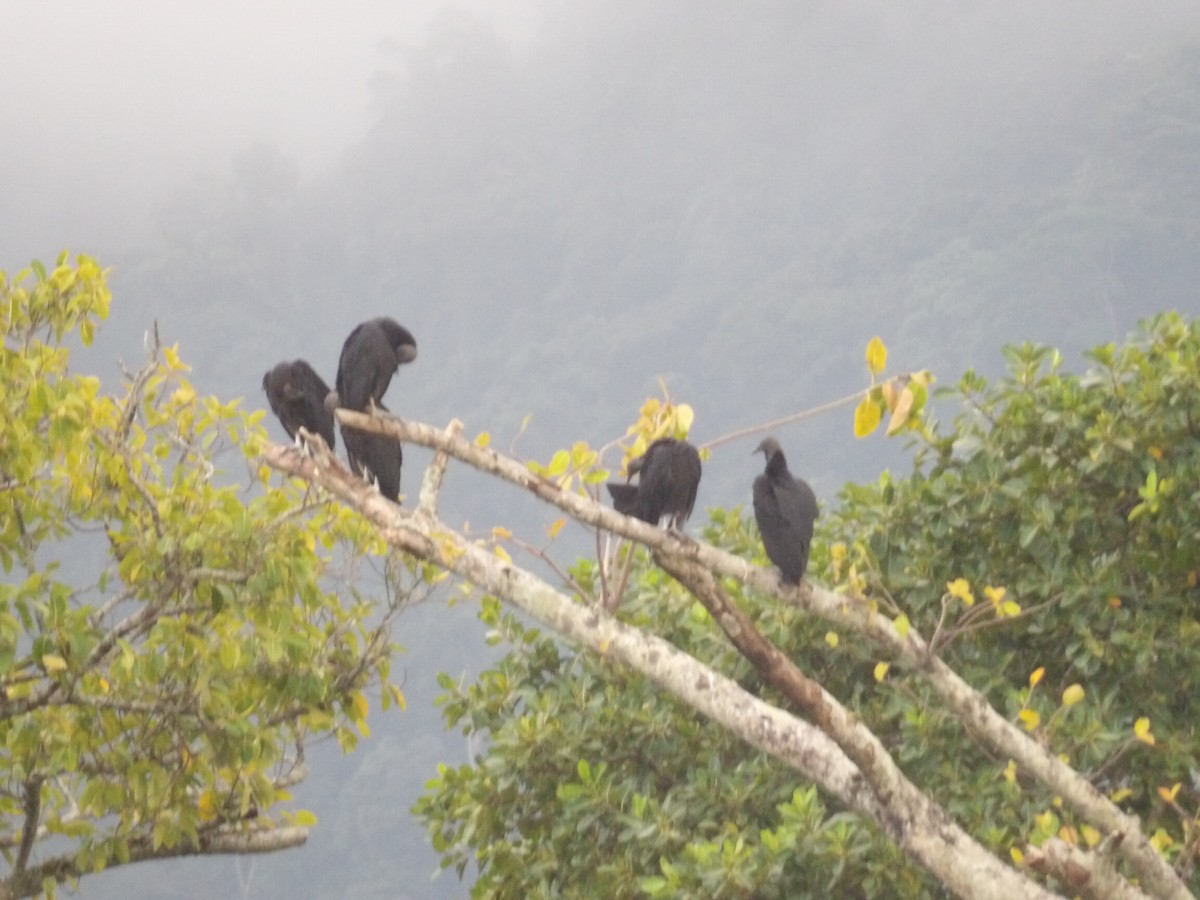 Black Vulture - ML642186332