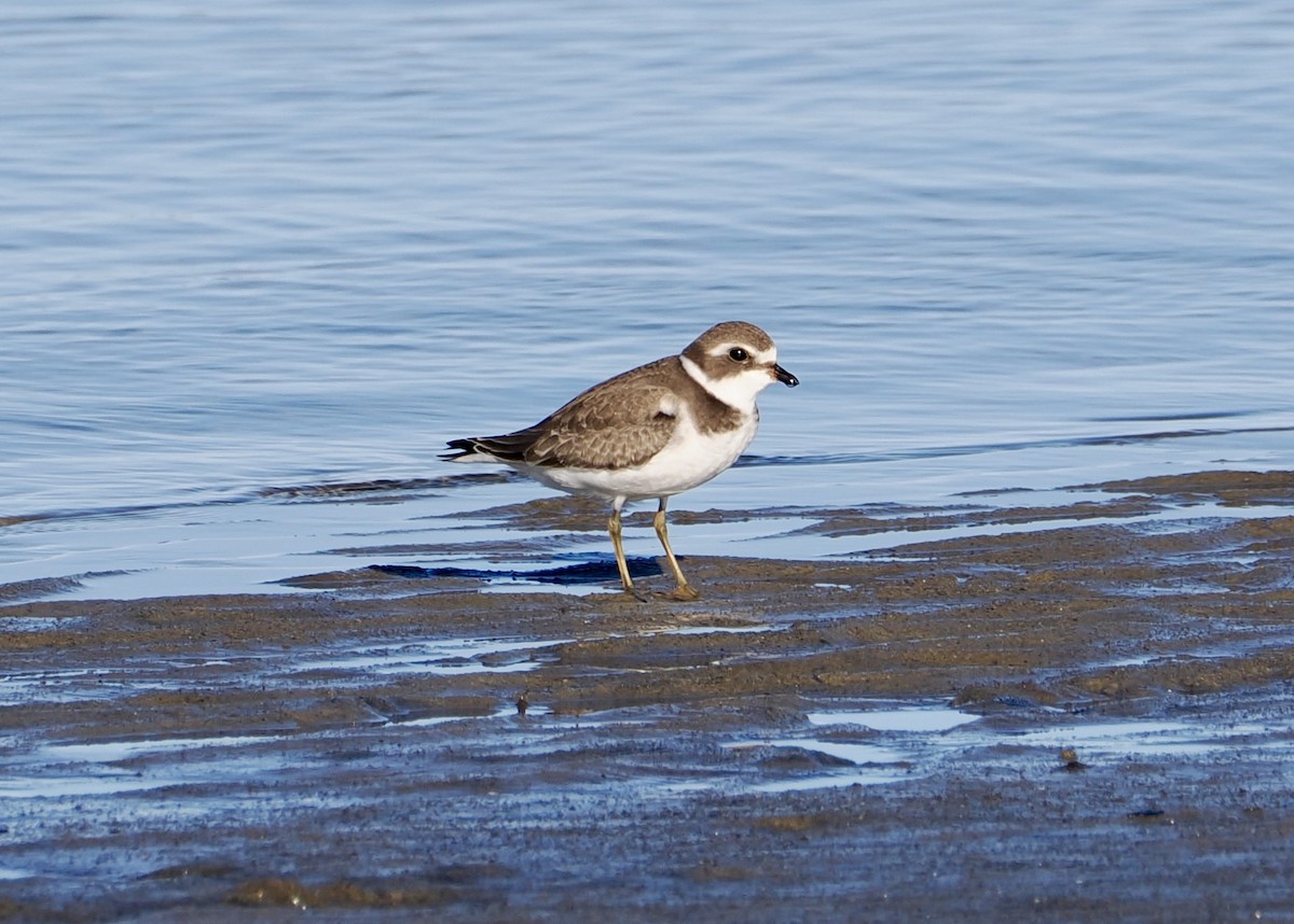 Semipalmated Plover - ML642186334