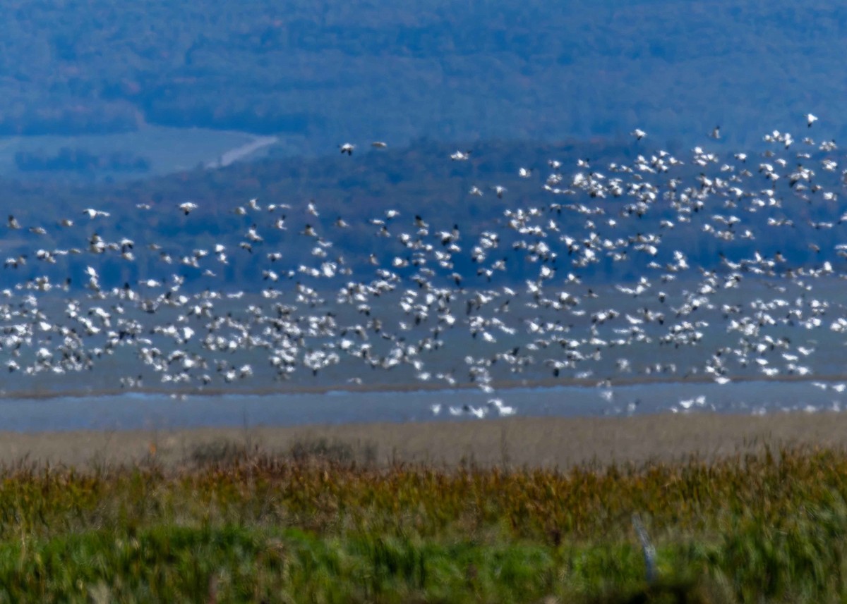 Snow Goose - ML642186337