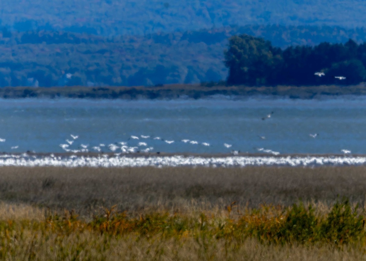 Snow Goose - ML642186338