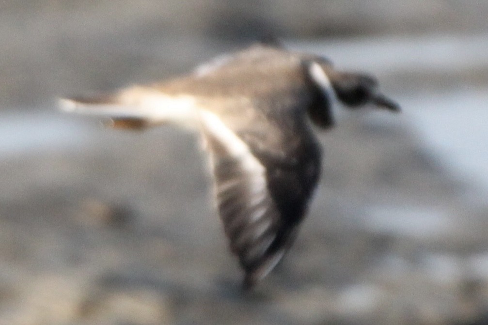 Semipalmated Plover - ML642186341