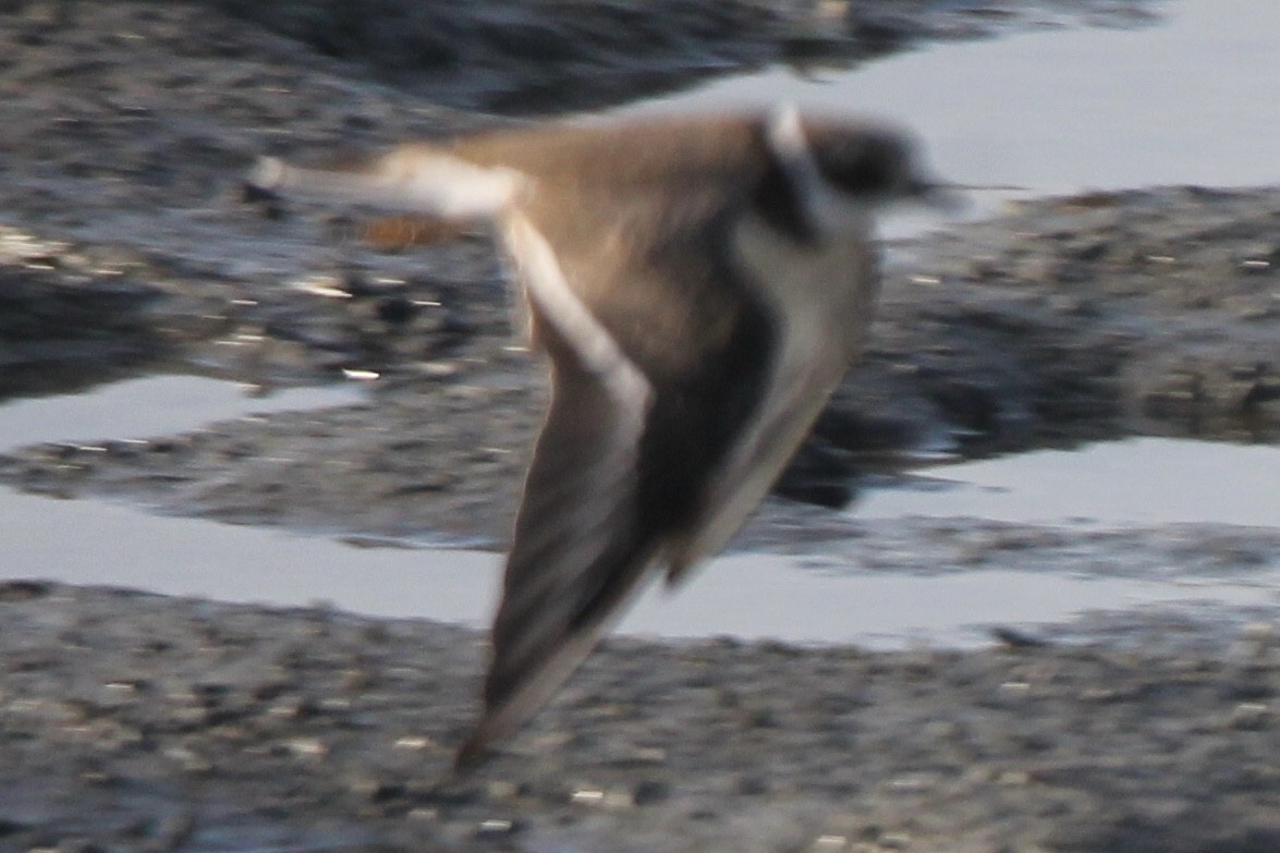 Semipalmated Plover - ML642186342