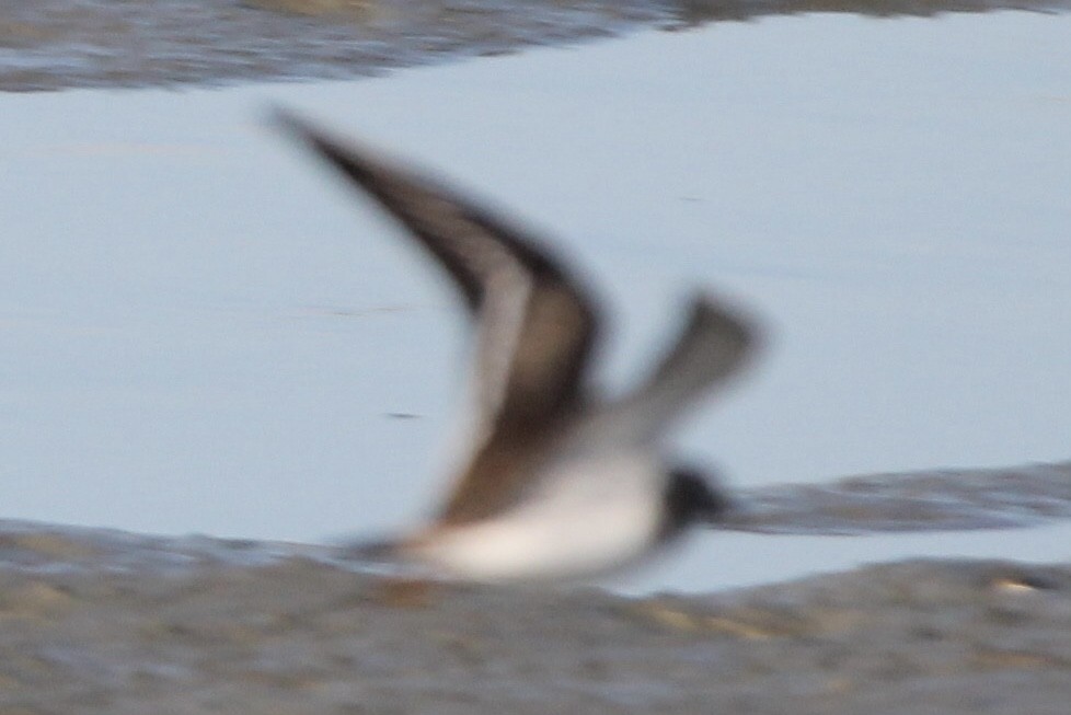 Semipalmated Plover - ML642186343