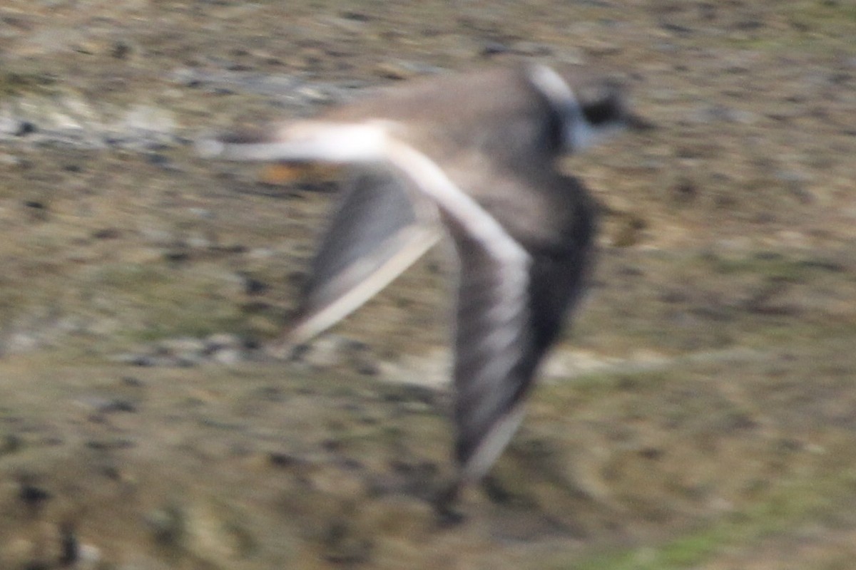 Semipalmated Plover - ML642186344