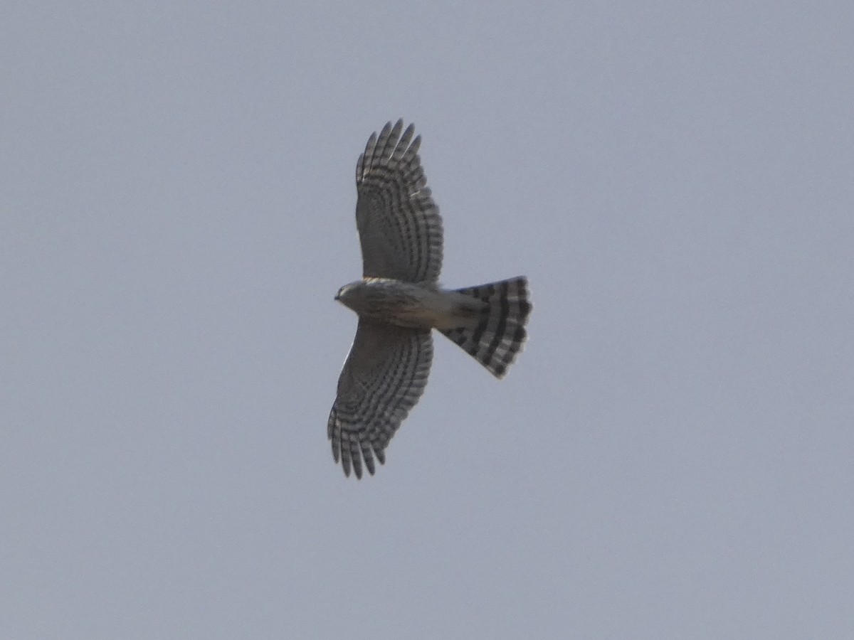 Sharp-shinned Hawk - ML642186346