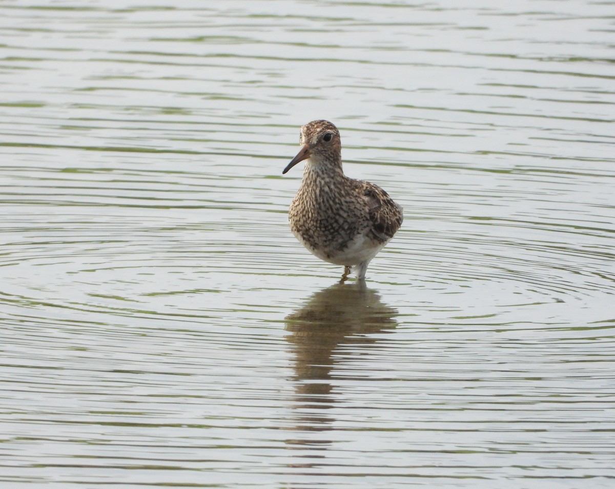 Pectoral Sandpiper - ML642186348